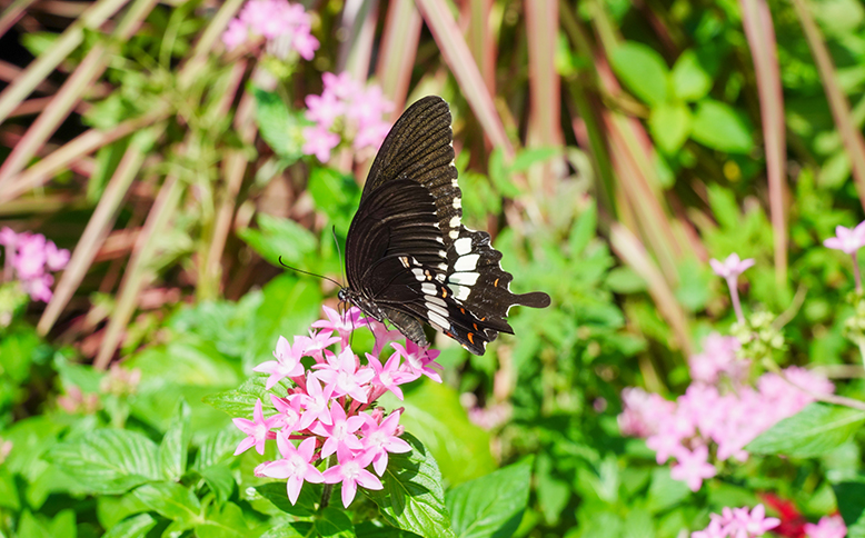 Community Metamorphosis through Urban Butterfly Gardens | Channel 823 ...