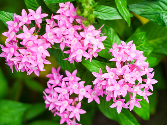 Different plants can provide honey for different butterfly families. For example, lantana camara, which blooms all year round, can attract papilionidae, hesperiidae, pieridae and brush-footed butterflies.