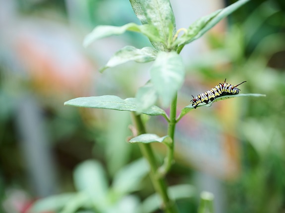 大埔富善商場的蝴蝶園吸引了不少蝴蝶幼蟲在此棲息。