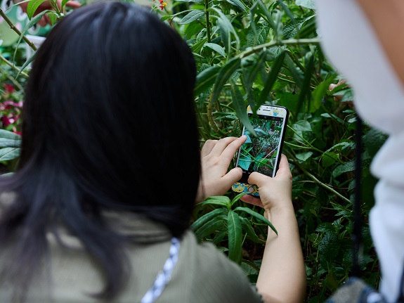 Residents took photos to record the incredible process of larvae becoming butterflies.