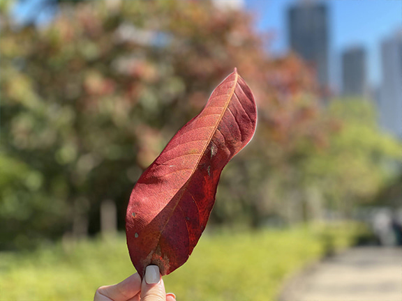 想於市內悠閒地漫步欣賞楓葉？距離寶琳站不遠的景林邨中央公園是個不錯選擇。