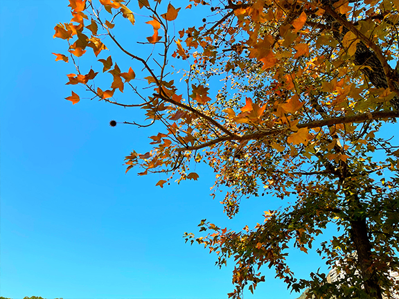 踏入12月，佐敦谷公園的部分楓葉開始轉色，為本來已經很優美的環境錦上添花。
