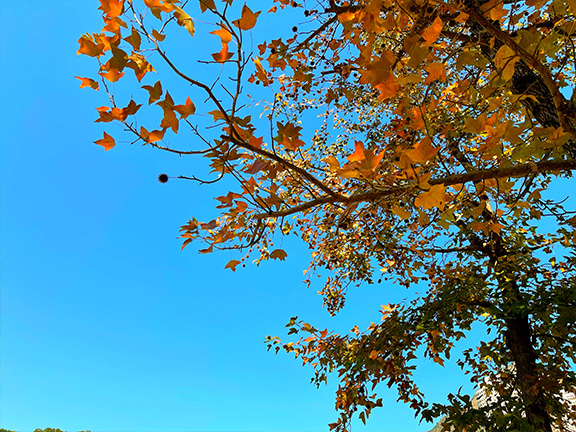 Jordan Valley Park is even more fascinating in December, when the leaves on the trees that dot the park turn a reddish-orange.