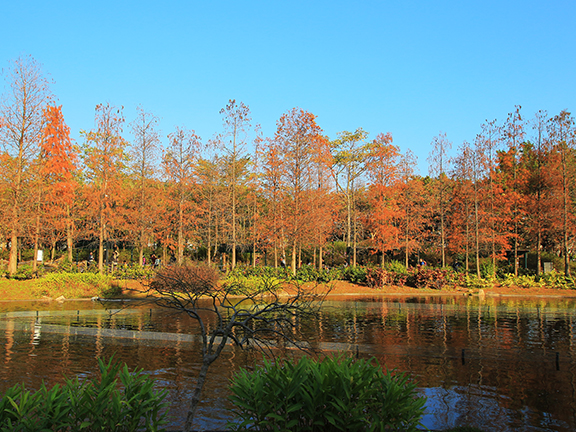 青衣公園的落羽杉及水松一字排開於人工湖旁，讓人有置身外國的錯覺，因此有「港版加拿大湖景」之稱。