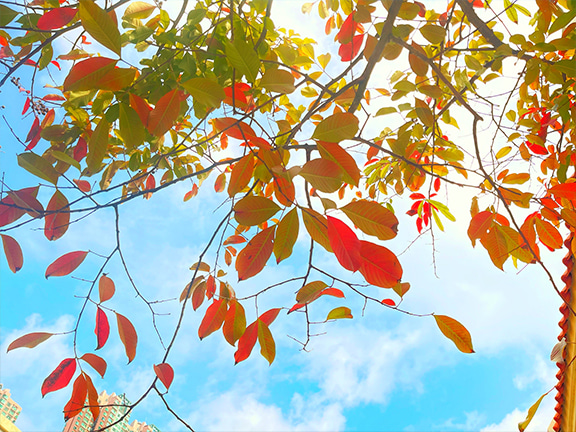 鄰近青衣鐵路站的青衣公園是賞紅葉不二之選。