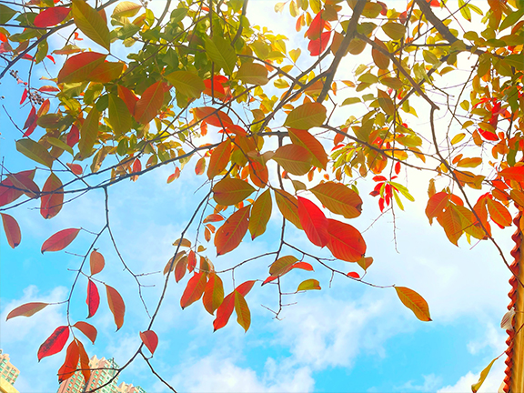 If you want to get a taste of an autumn forest scene right here in Hong Kong, Tsing Yi Park absolutely deserves a visit.