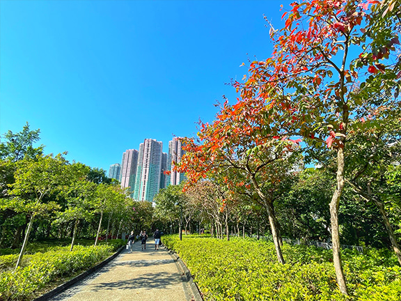 想於市內悠閒地漫步欣賞楓葉？距離寶琳站不遠的景林邨中央公園是個不錯選擇。