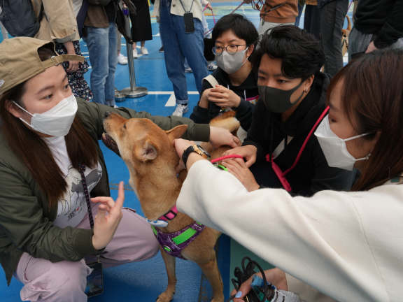 In addition to finding new homes for the dogs, HK Saving Cat and Dog Association also hosts free talks for new dog owners and dog interaction session. The aim is to raise awareness about animal protection and to promote the message “adopt, don’t give up”.