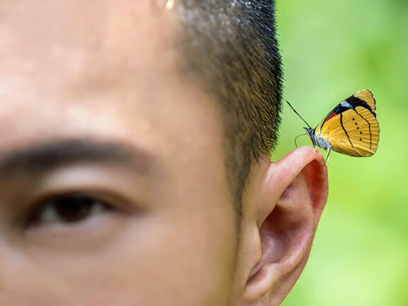 Butterflies conservation