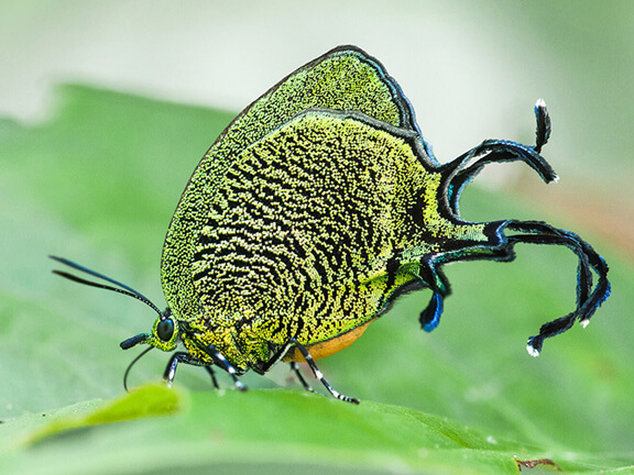 Arcas imperialis