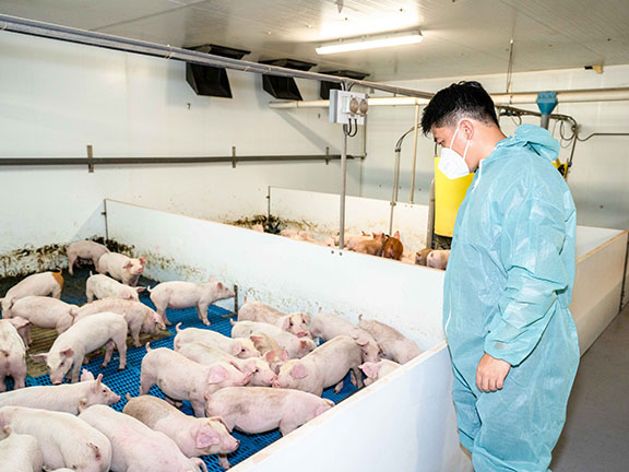 「香港家豬」創辦人劉漢傑大學時期主修生物科技 