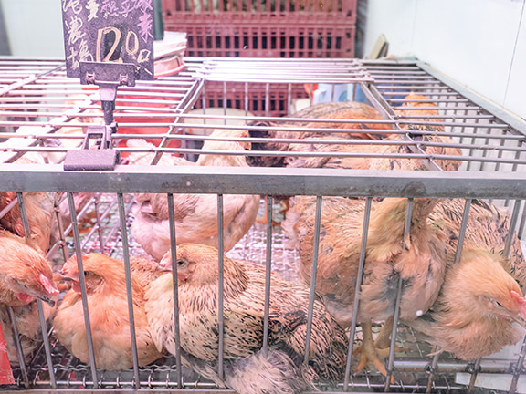 All live chickens available for sale at present in Hong Kong come from local chicken farms, with the Government imposing a daily clearance arrangement for the live chickens in chicken stalls.