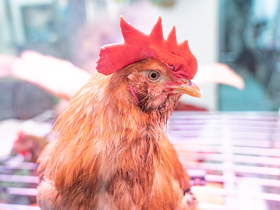 何兆明为大家介绍几招选鸡和烹饪鸡的小贴士。