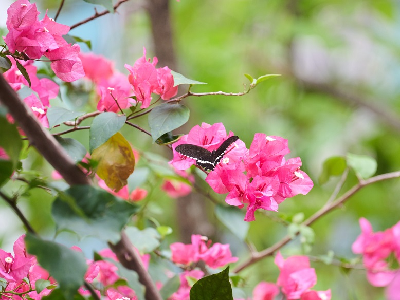 This photo was taken with a focal length of 300mm and an ISO of 640.