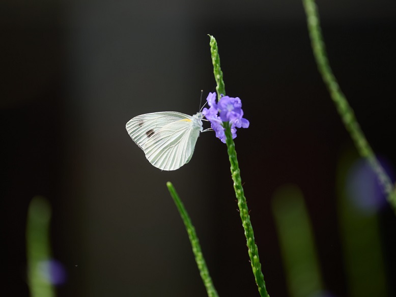 This photo was taken with a focal length of 300mm and an ISO of 140.