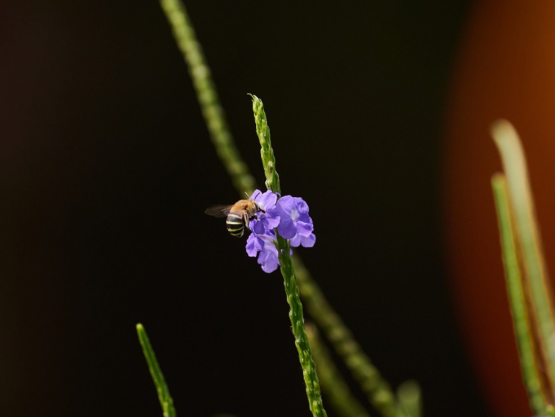 Bees grace the butterfly gardens with their presence as well.