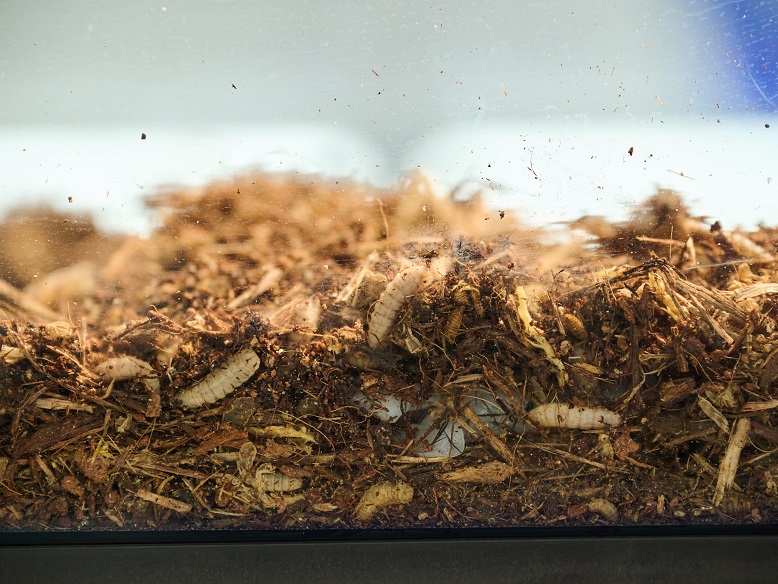 未來館展示黑水虻如何處理廚餘。