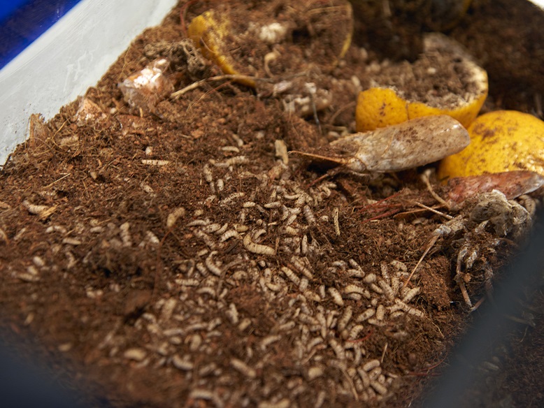 The Lab collaborates with JAPJAP Zero Waste Limited to show how black soldier flies can address Hong Kong’s food waste problem.