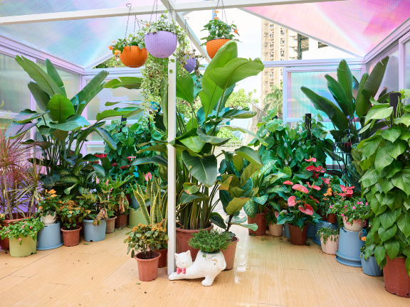 三米高的“炫彩玻璃温室”内种植了一系列青草植物。