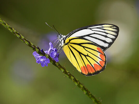 Stachytarpheta jamaicensis