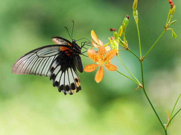 Blackberry Lily 