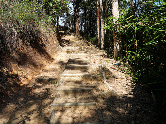 The nicely shaded Wilson Trail Section 5 makes for an enjoyable walk. Enjoy the breeze and look around.