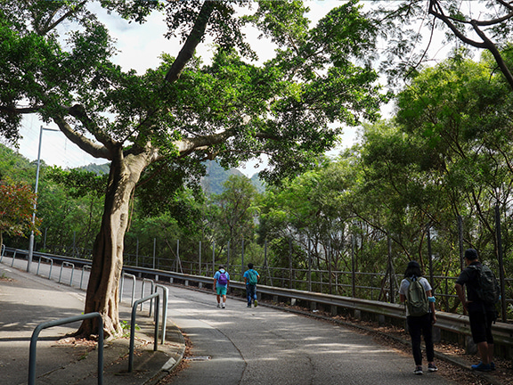 沙田坳道起初路段稍斜，再向前走便可一探東九龍的城市景觀。