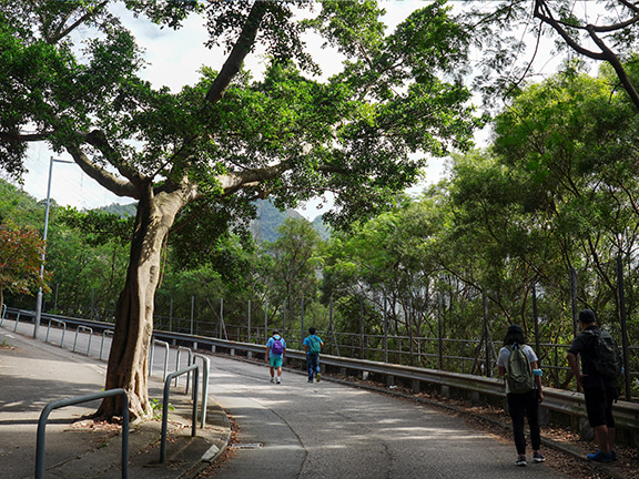 Walk up Shatin Pass Road to get a great view of the concrete jungle of East Kowloon.