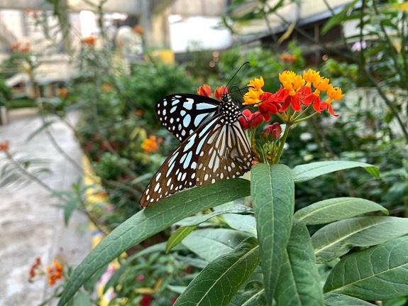 Community members were invited to design art installations for butterfly gardens across three shopping centres, symbolising the harmonious bond between people and nature.
