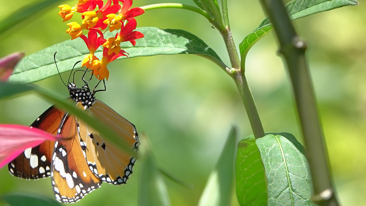 香港不常見品種——金斑蝶。圖片由生態保育大使陳裕華於頌安商場蝴蝶園拍攝。
