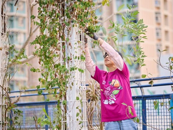 Mrs Kuen prunes the branches and leaves growing in high places.