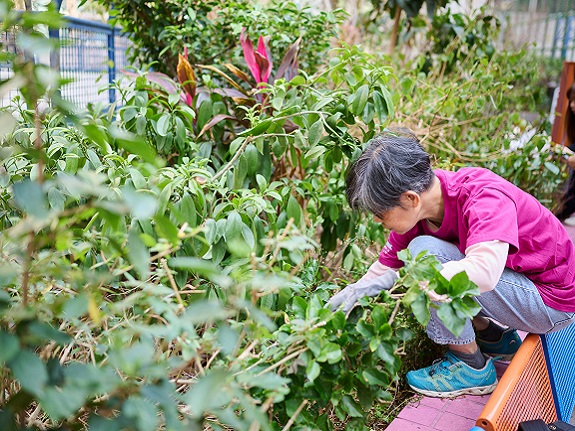 Mrs Kuen carefully removes rubbish concealed among the foliage.