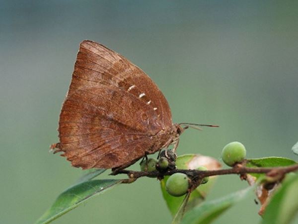 Arhopala-pseudocentaurus