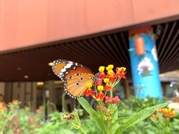 Danaus-chrysippus