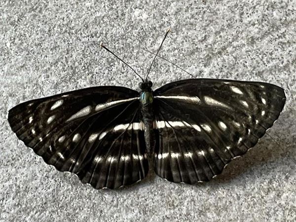 Neptis-nata
