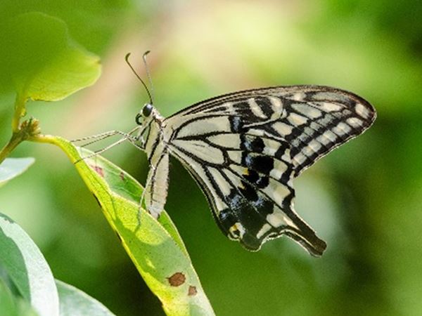 Papilio-xuthus