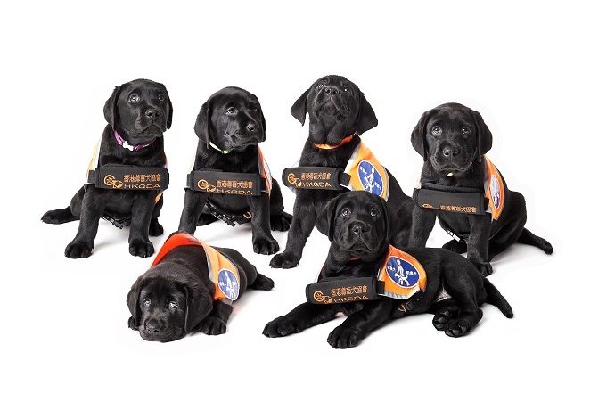 Guide Dog Puppy Raiser Development and Public Education