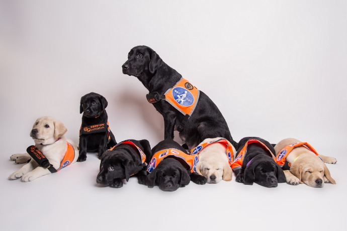 Guide Dogs Development and Public Education