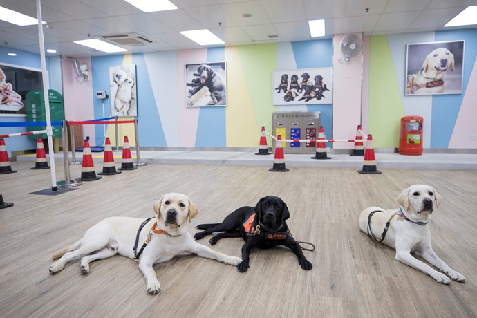 Guide Dogs Development and Public Education