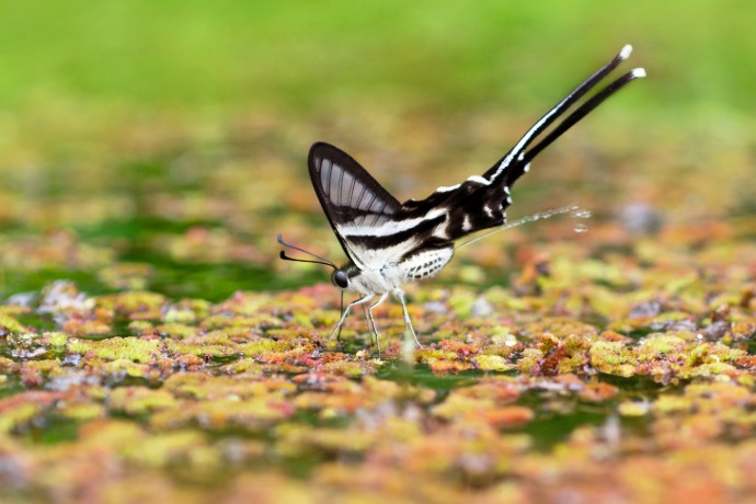 Nature LINK