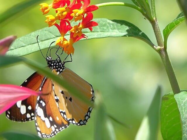 link-reit-environment-biodiversity